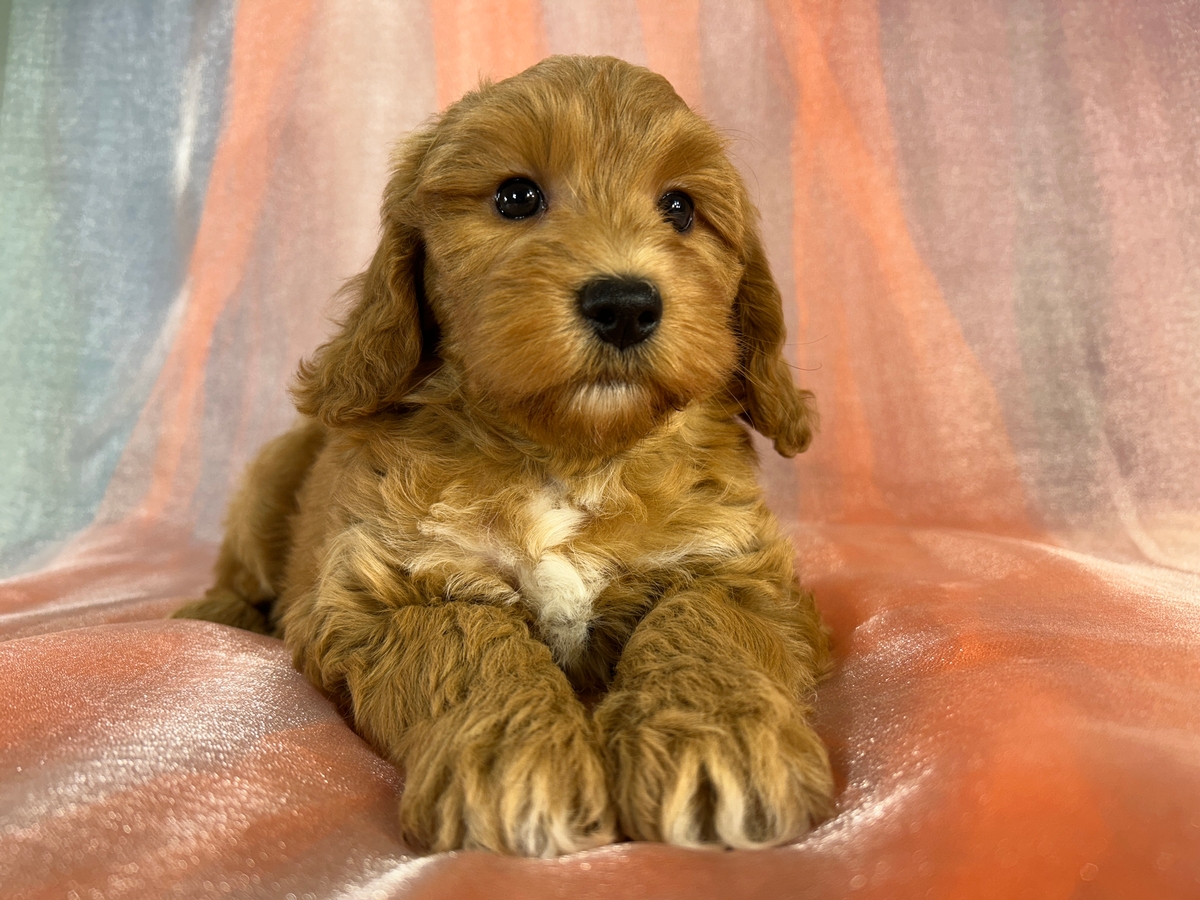 Dark Red Male Schnoodle Puppy for Sale DOB 9-5-2026 $950